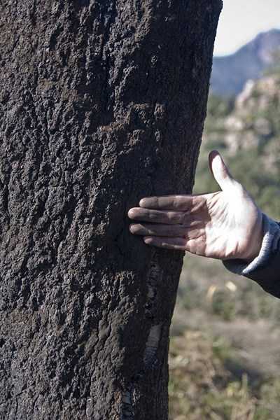 Proyecto de recuperación de alcornocales en la Sierra de Espadán